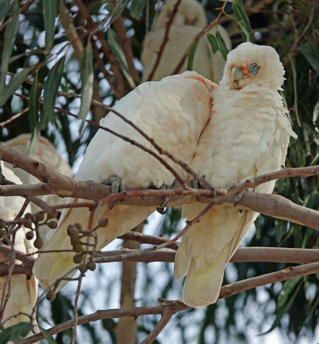 Cacatúa Sanguínea - ML615078452