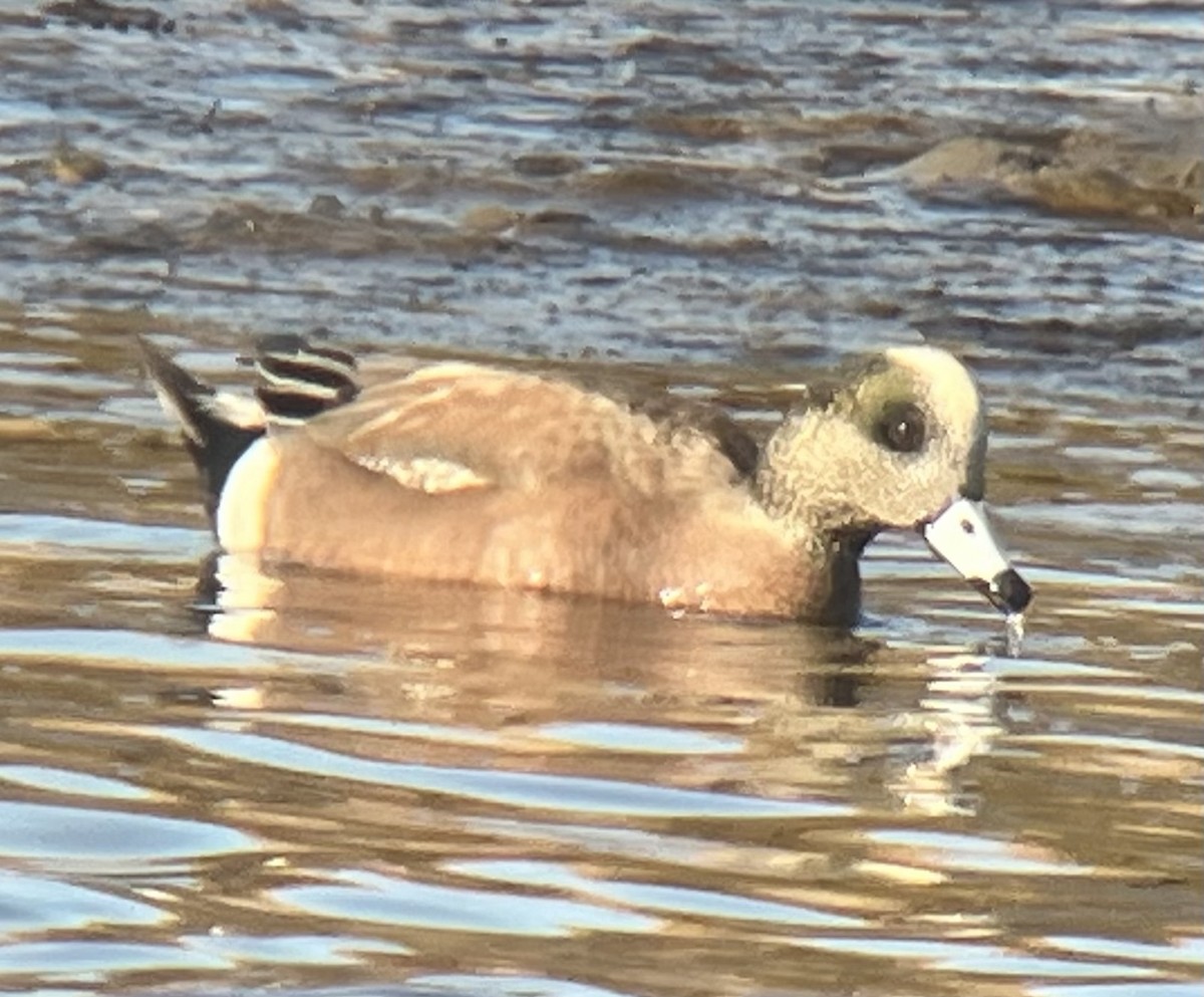 American Wigeon - ML615078477