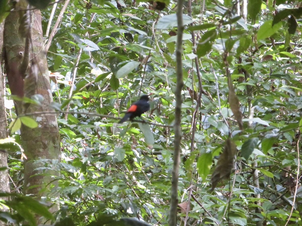 Scarlet-rumped Cacique - ML615078478