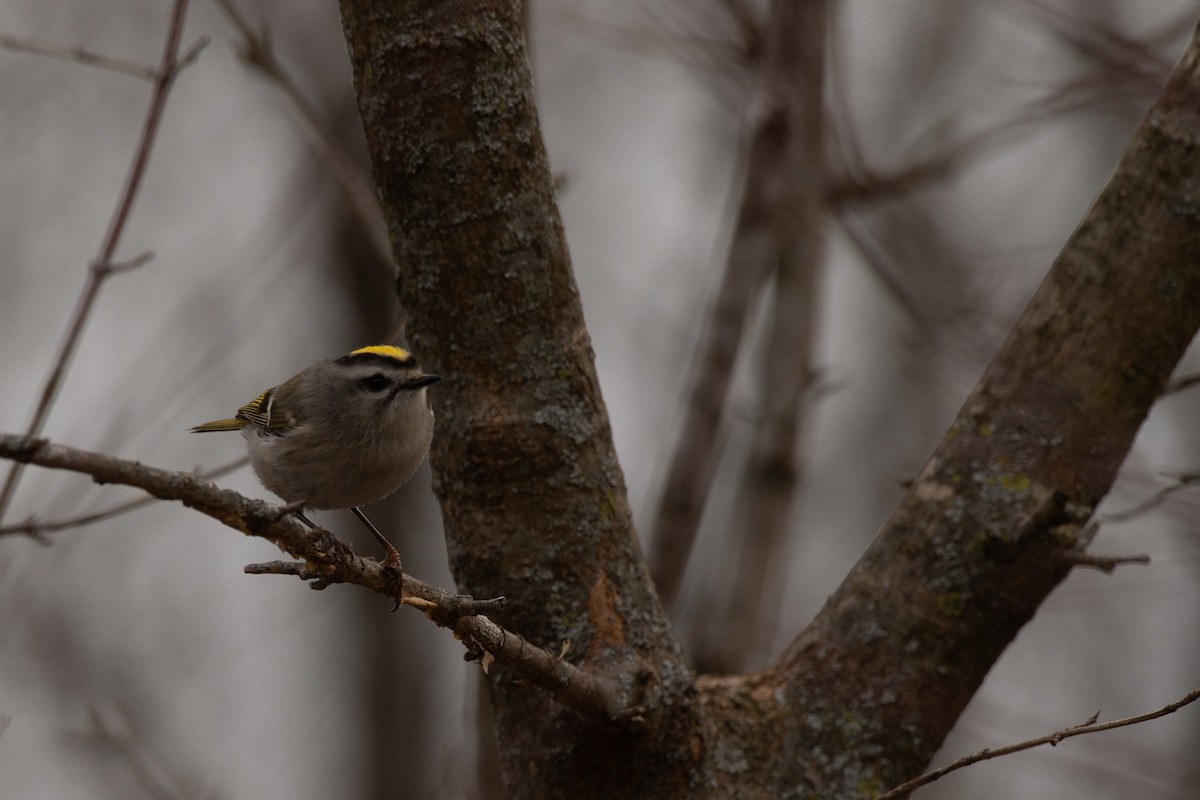 Golden-crowned Kinglet - ML615078510