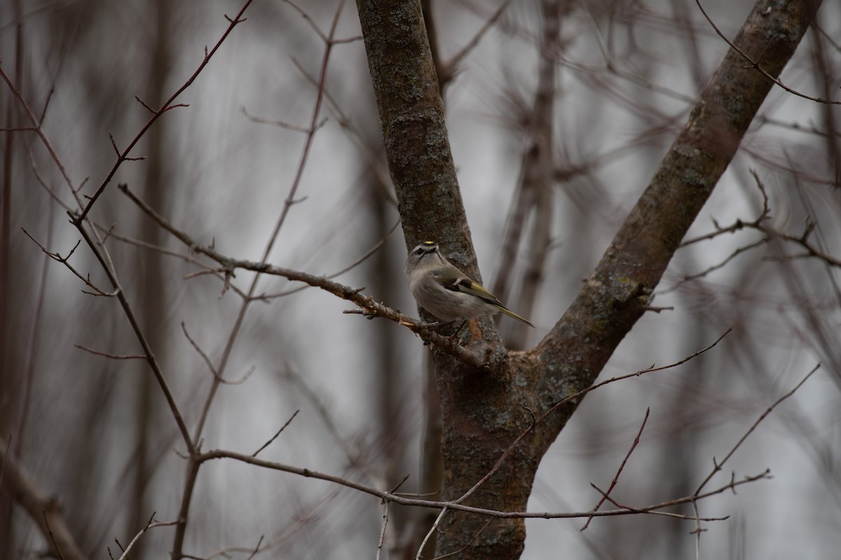 Golden-crowned Kinglet - ML615078511