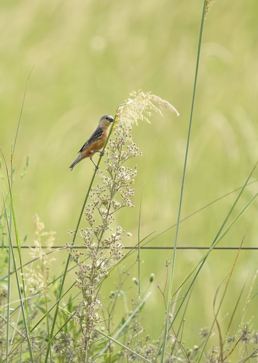 Tawny-bellied Seedeater - ML615078556