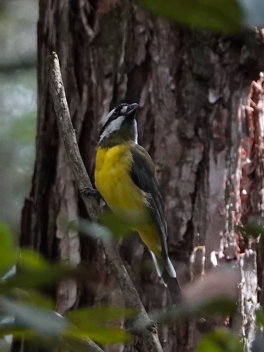 Eastern Shrike-tit - ML615078629