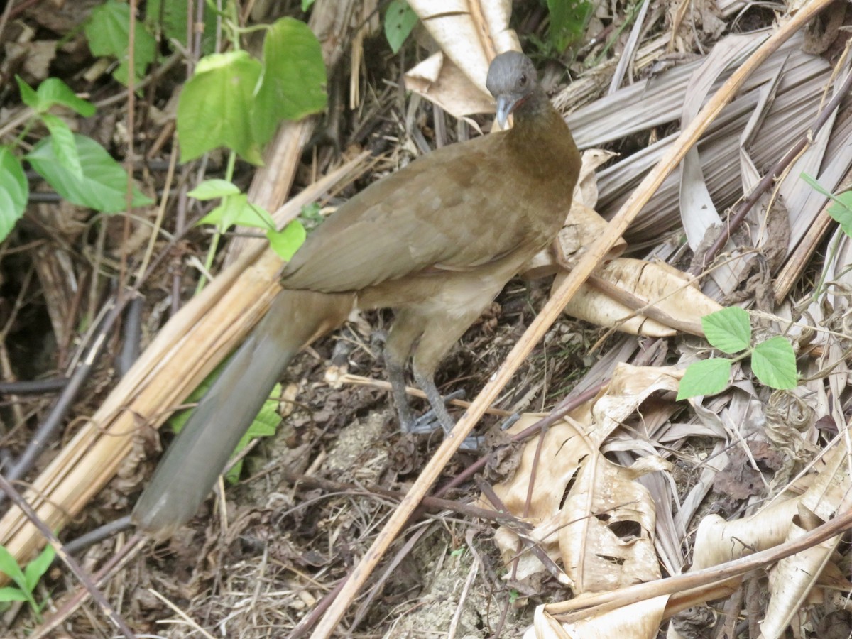 Chachalaca Cabecigrís - ML615078668