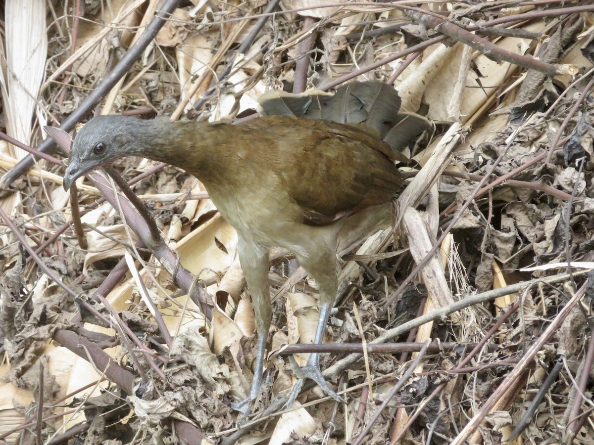 Gray-headed Chachalaca - ML615078670