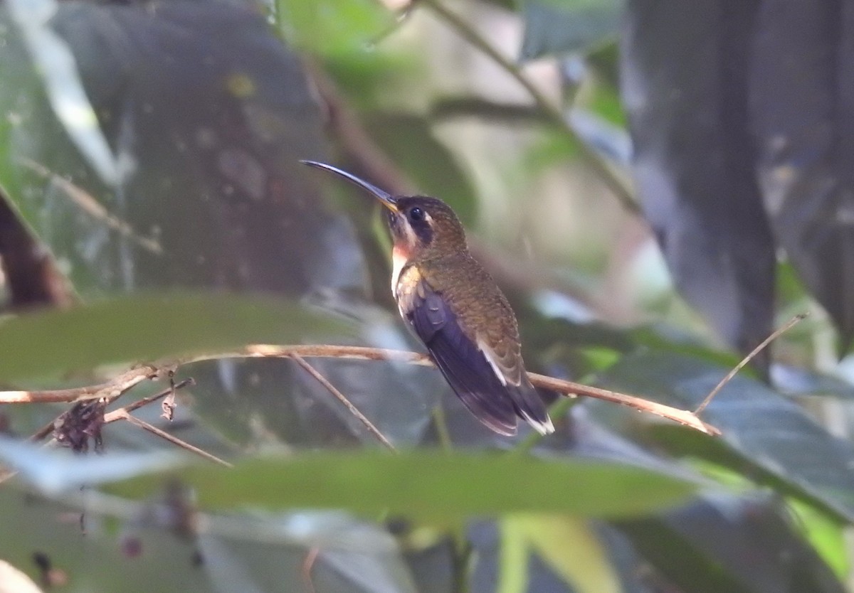 Band-tailed Barbthroat - ML615078671