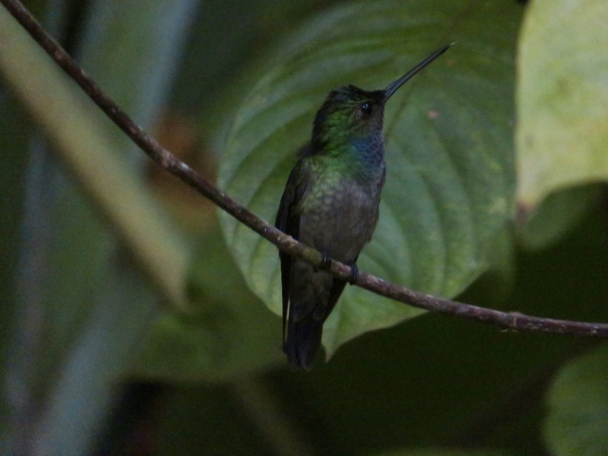 Charming Hummingbird - ML615078689