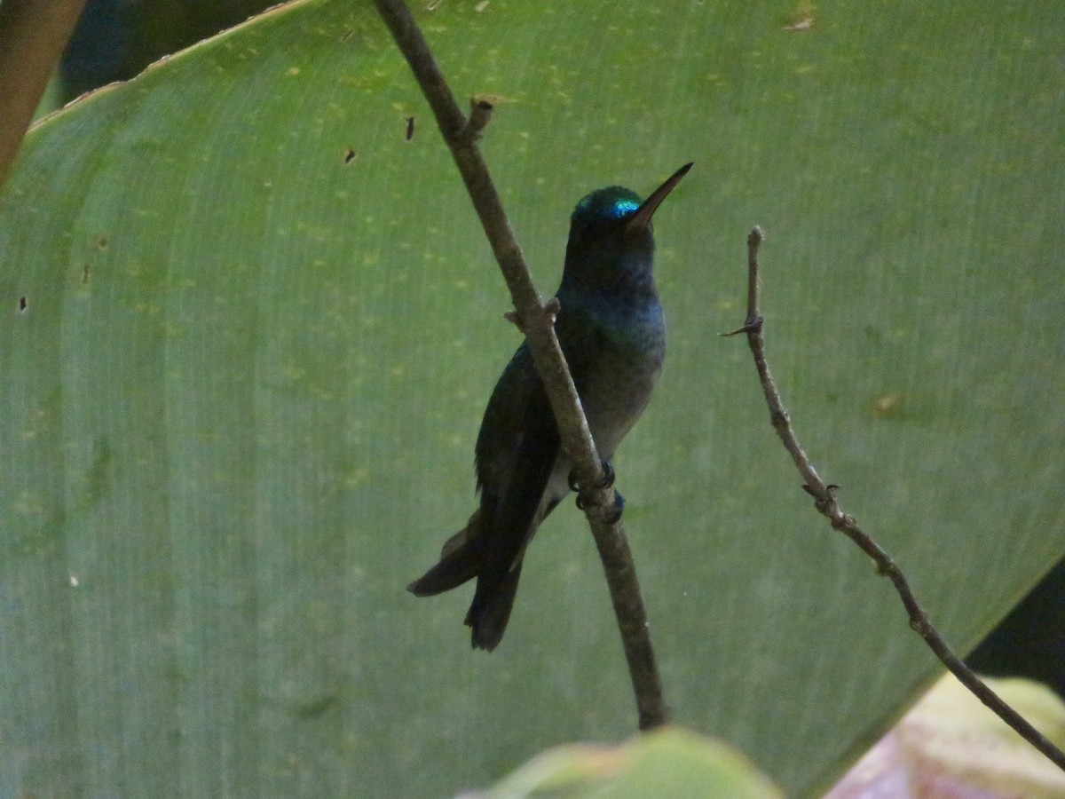 Charming Hummingbird - ML615078690