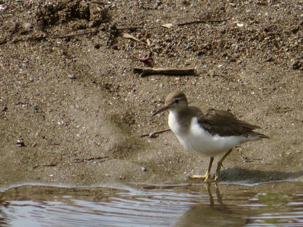 Spotted Sandpiper - ML615078710