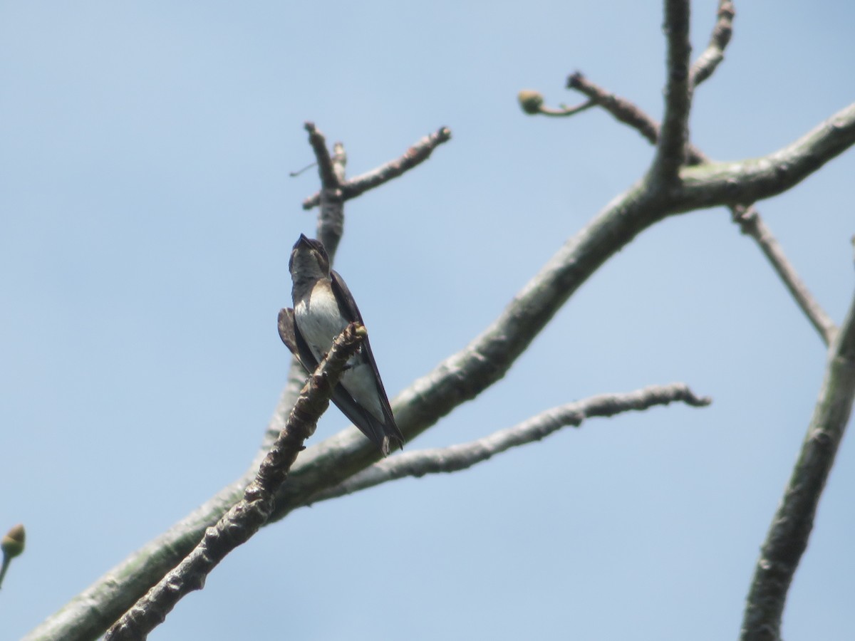 Gray-breasted Martin - ML615078732