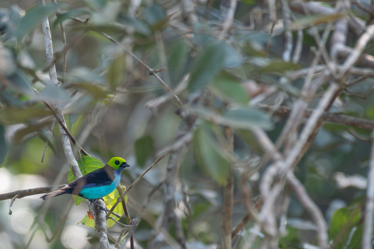 Paradise Tanager - Victor Castanho