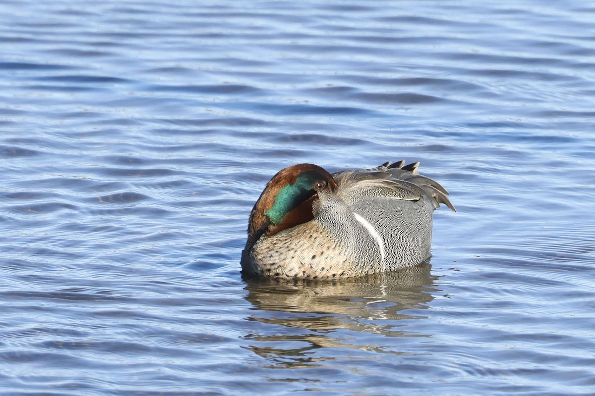 Green-winged Teal - ML615078750