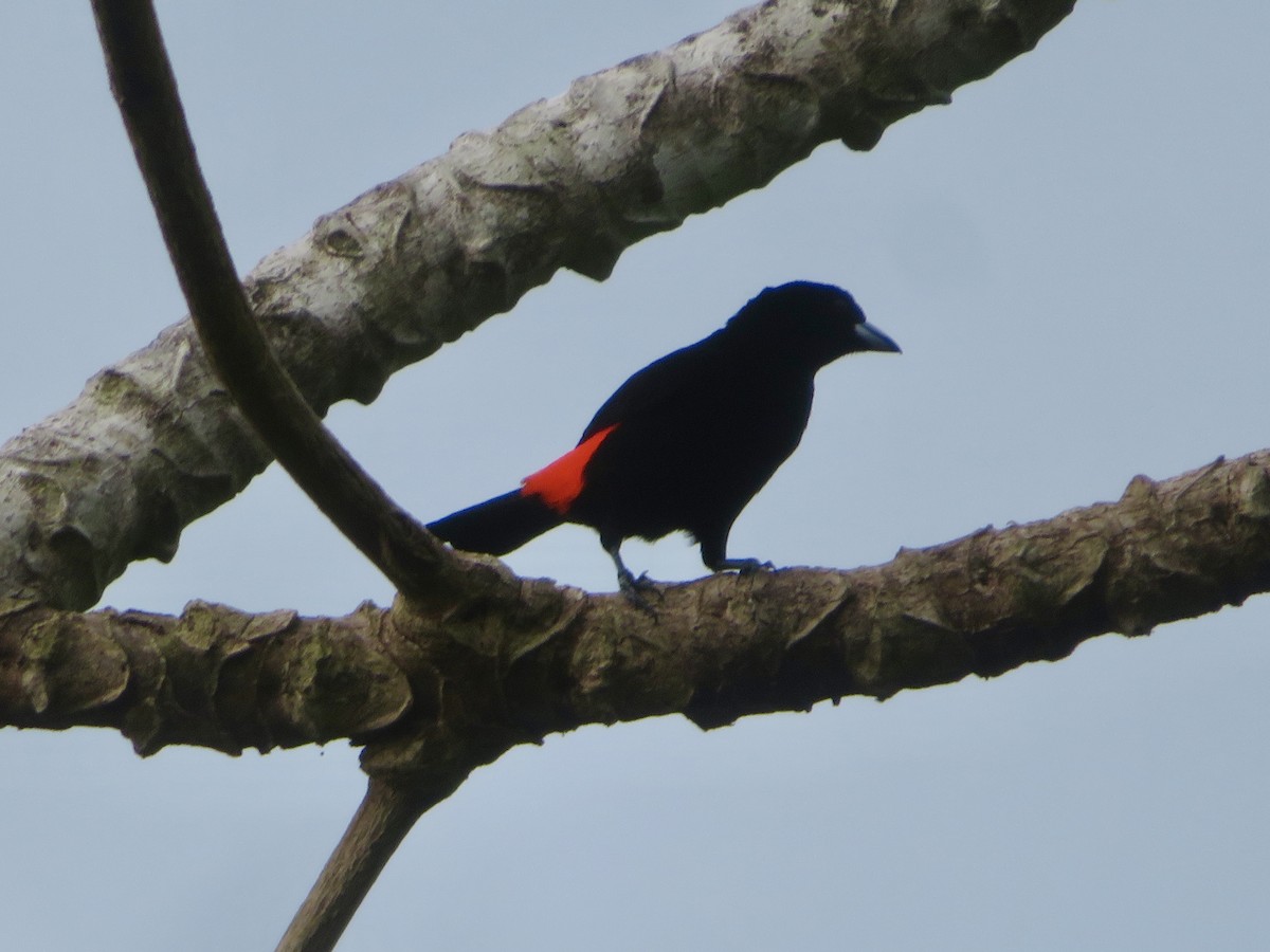 Scarlet-rumped Tanager - ML615078780