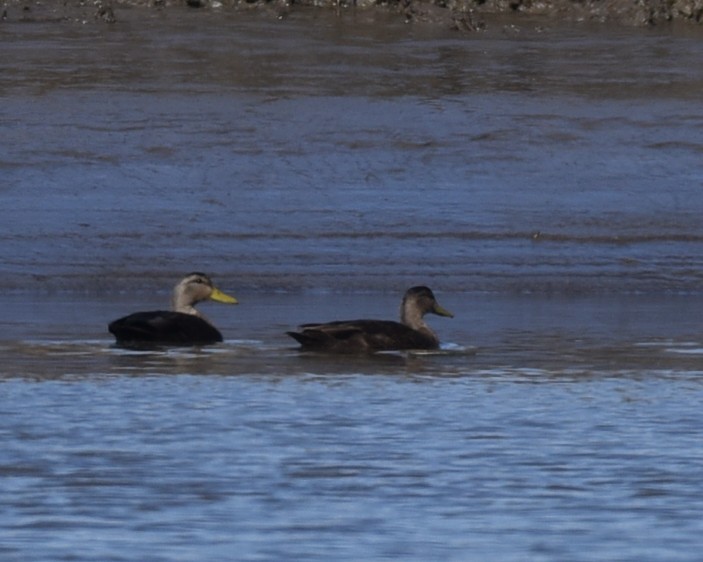 Canard noir - ML615078854