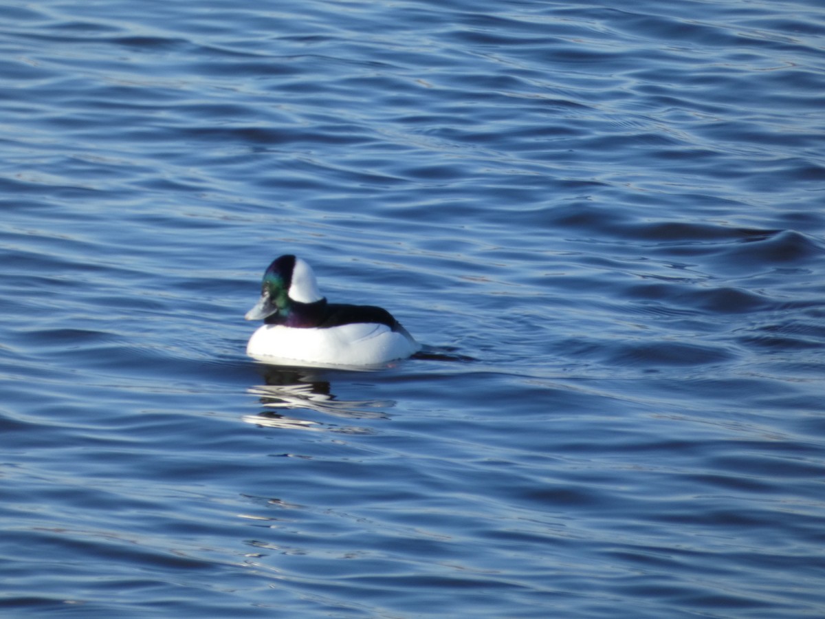 Bufflehead - ML615078882