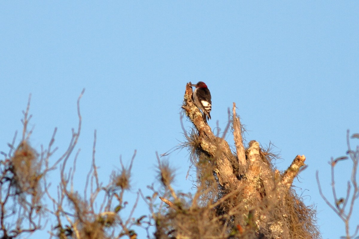 Red-headed Woodpecker - ML615078906