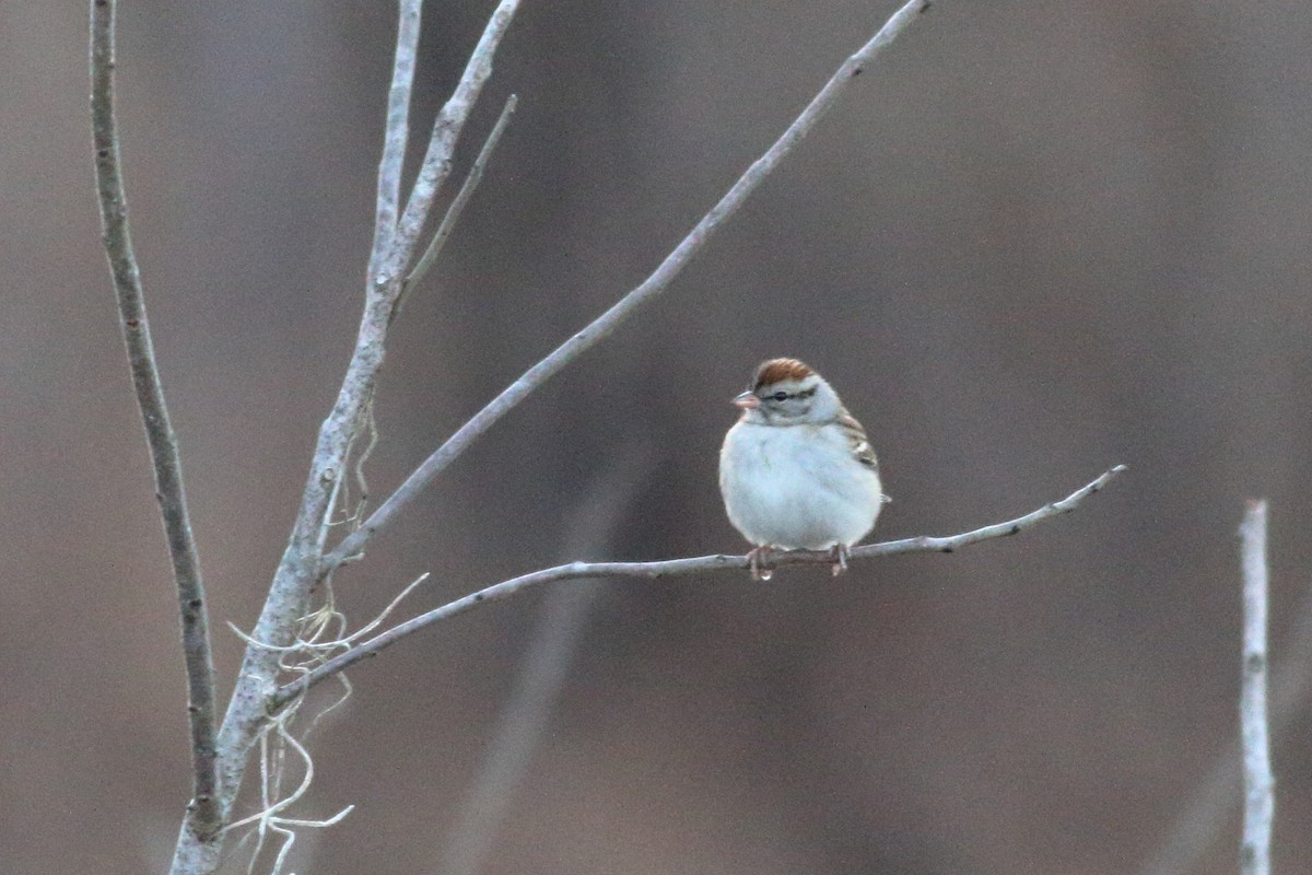 Chipping Sparrow - ML615078909