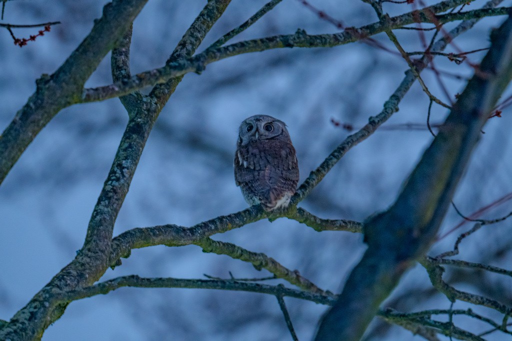Eastern Screech-Owl - ML615078935