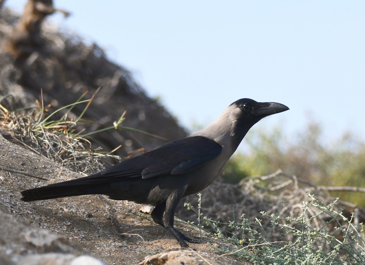 House Crow - ML615078988