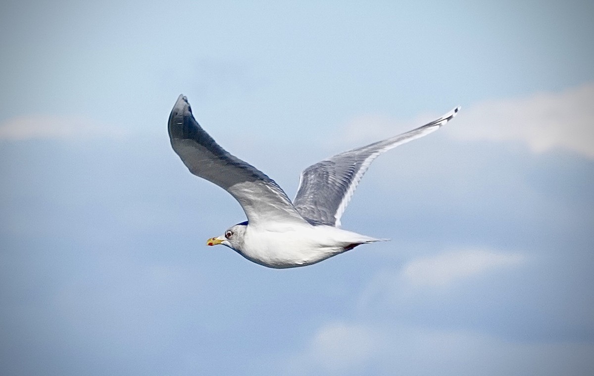 white-winged gull sp. - ML615079015