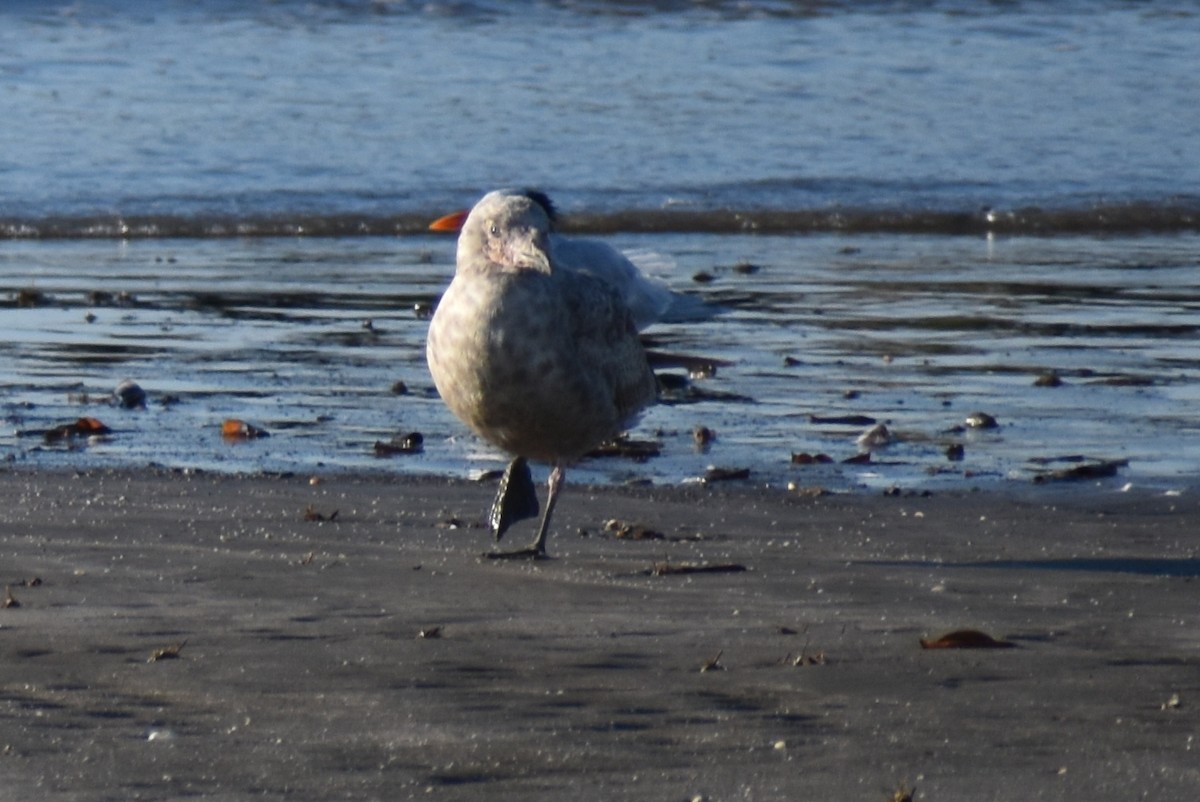 Herring Gull - ML615079025