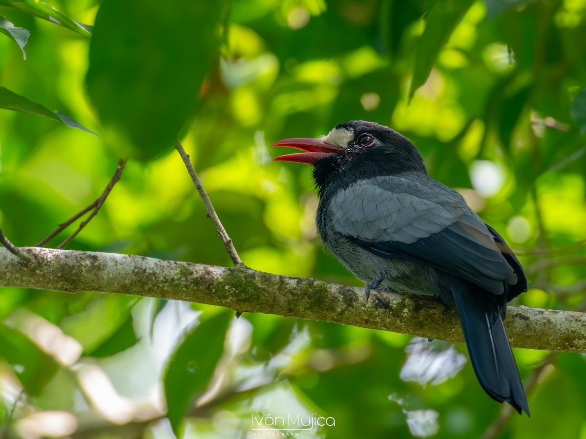 White-fronted Nunbird - Ivan Mujica