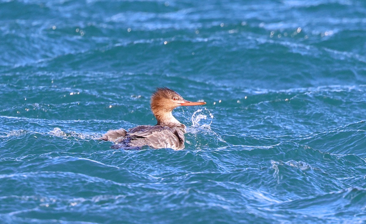 Red-breasted Merganser - ML615079056