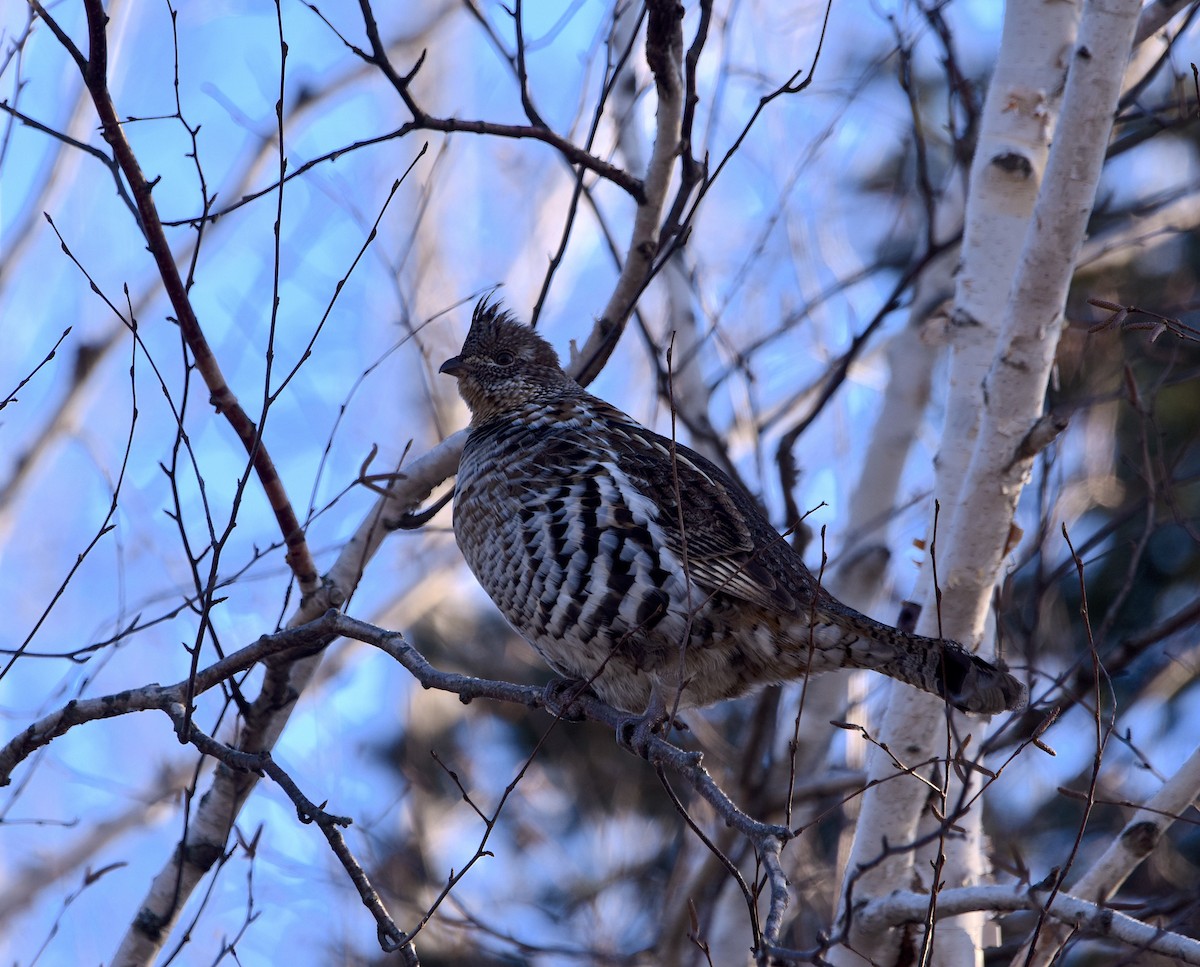 Ruffed Grouse - ML615079079