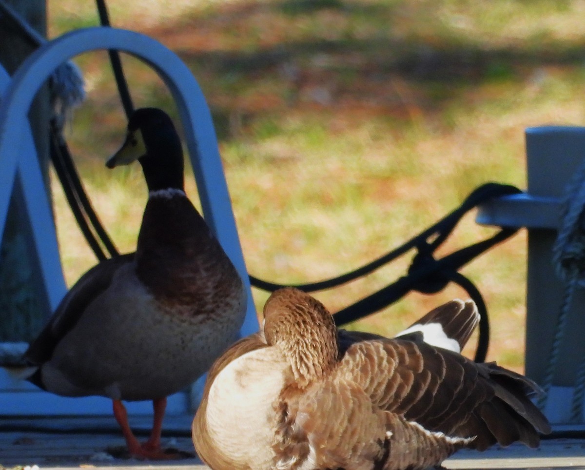 Greater White-fronted Goose - ML615079099