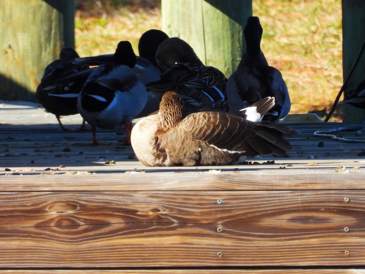 Greater White-fronted Goose - ML615079100