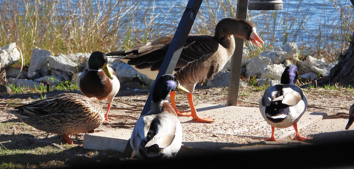 Greater White-fronted Goose - ML615079101