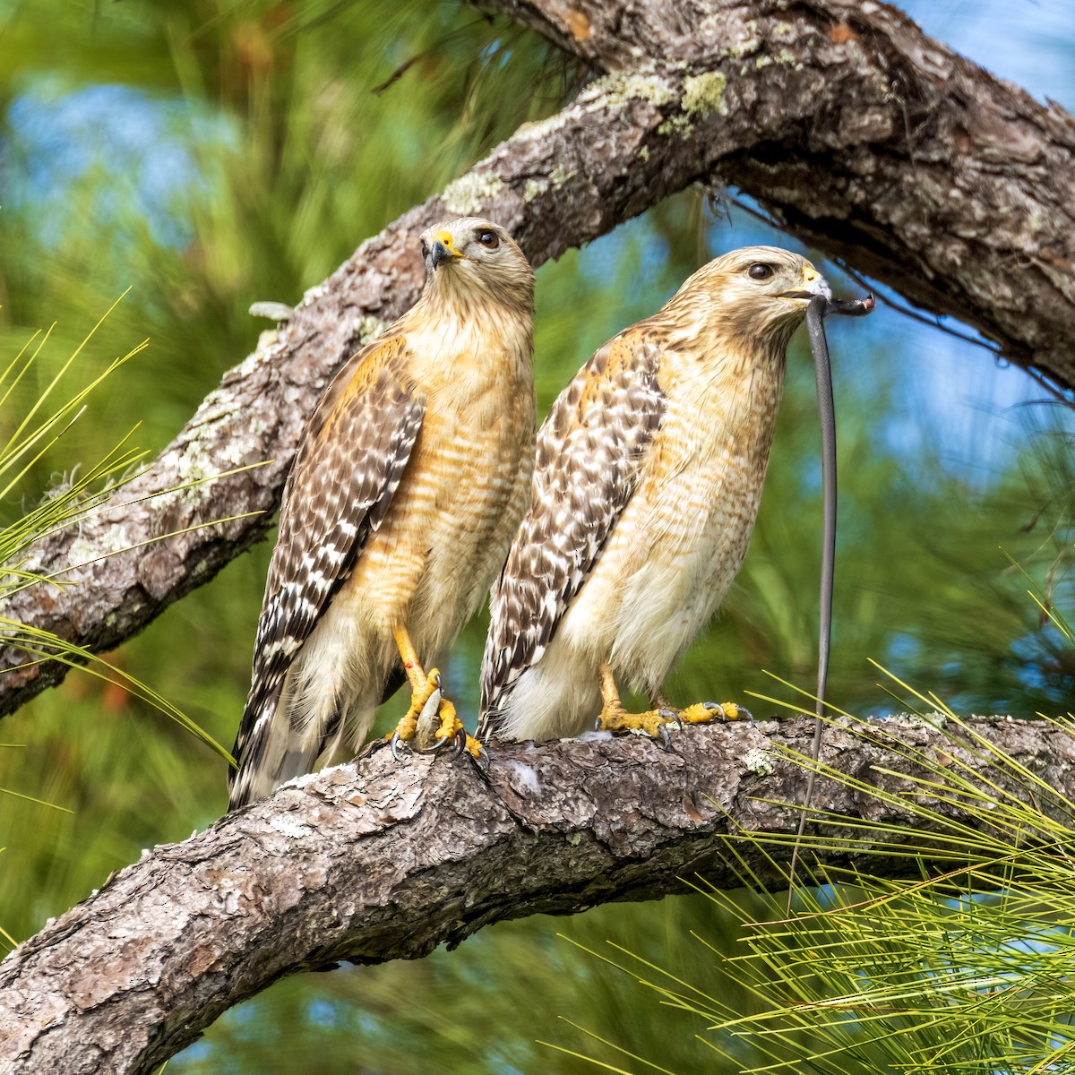 Red-shouldered Hawk - Mary Louise