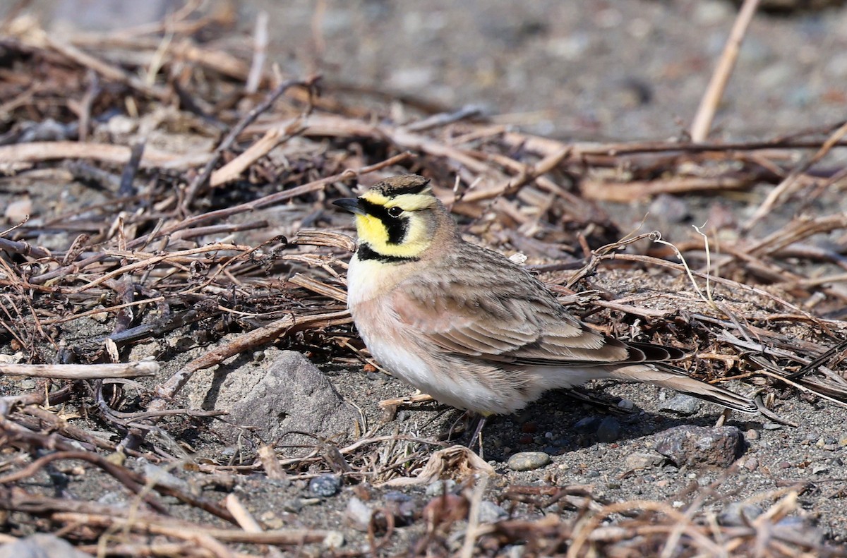 Horned Lark - ML615079110