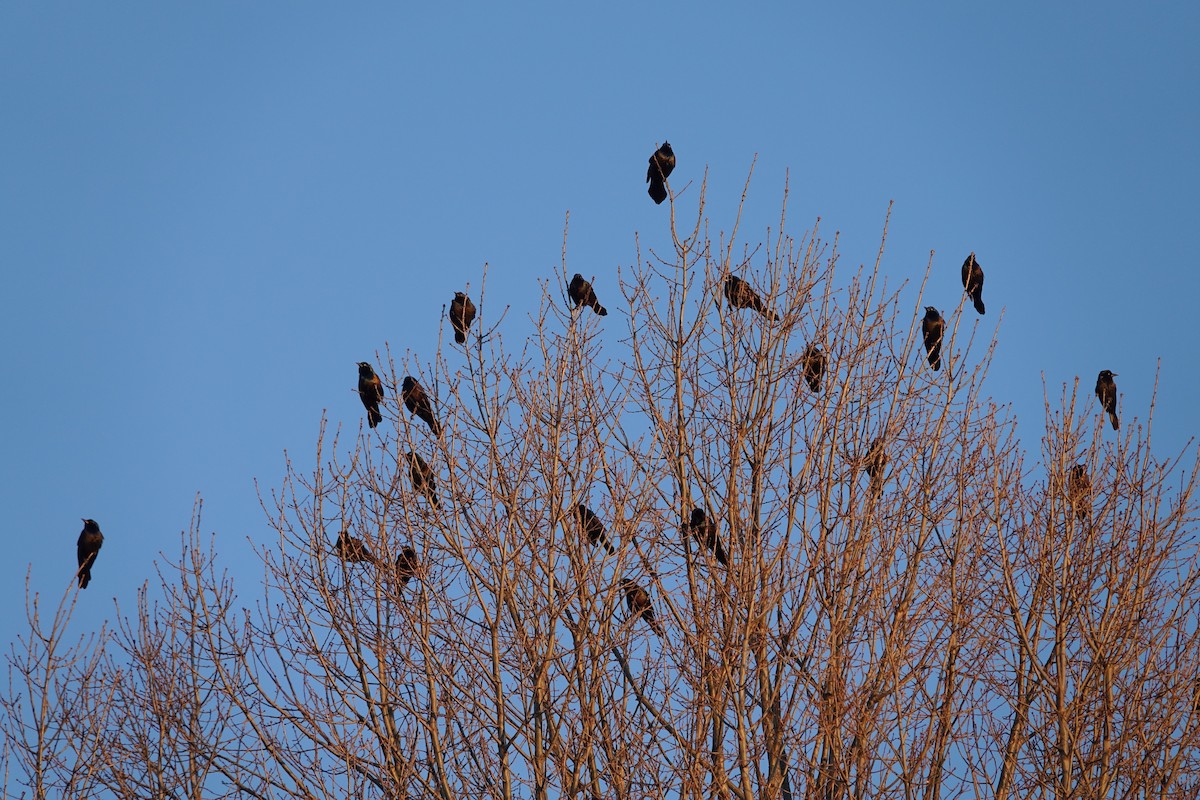 オオクロムクドリモドキ - ML615079124