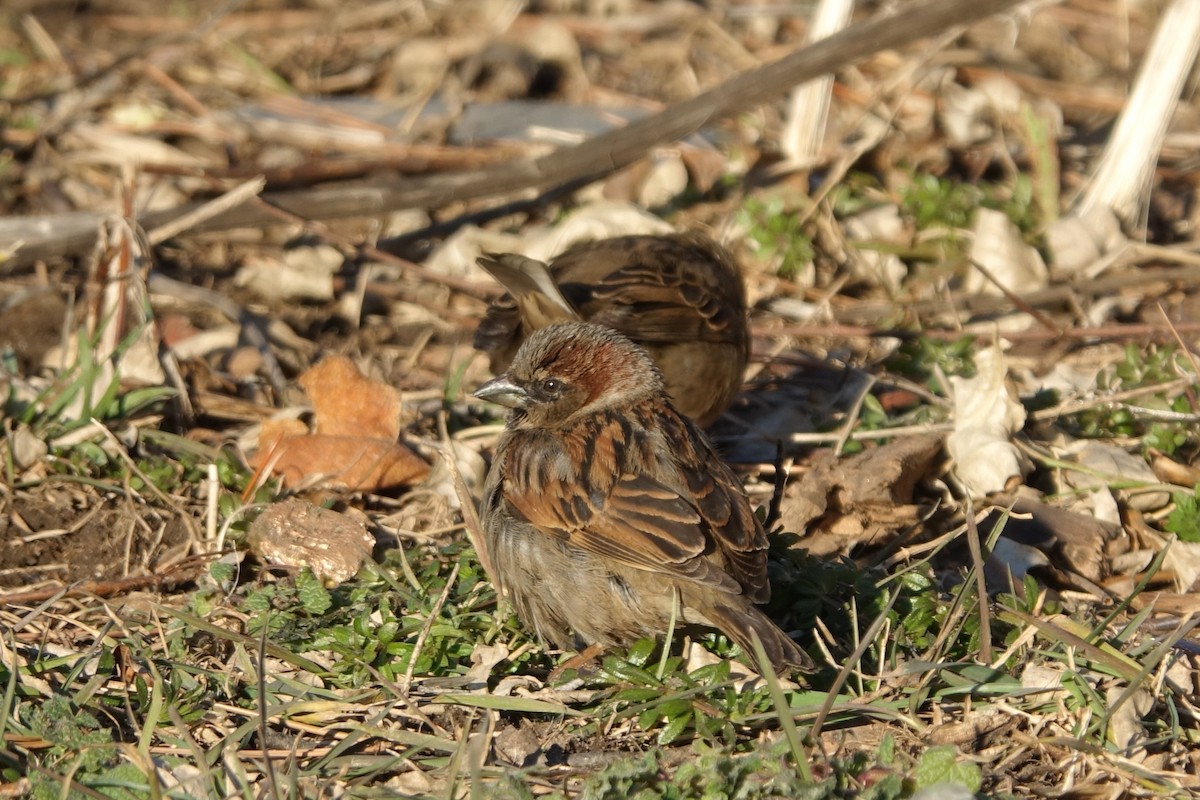 House Sparrow - ML615079143