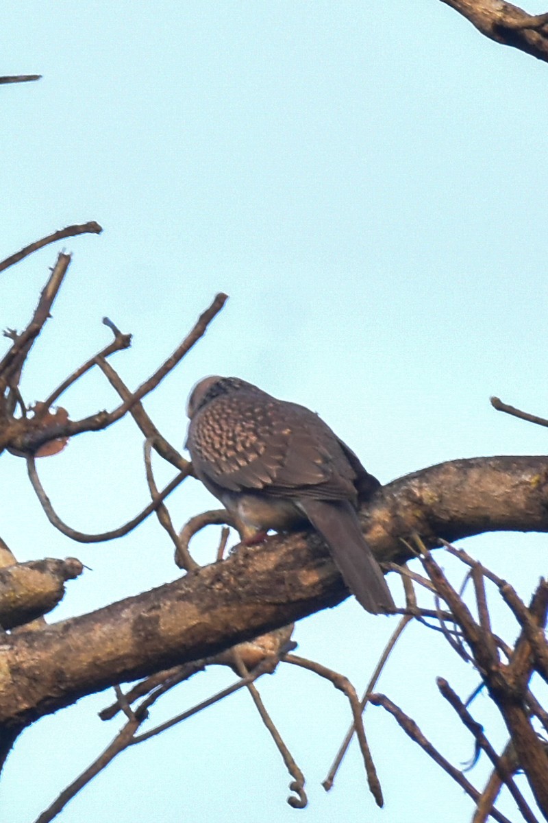 Spotted Dove - ML615079180