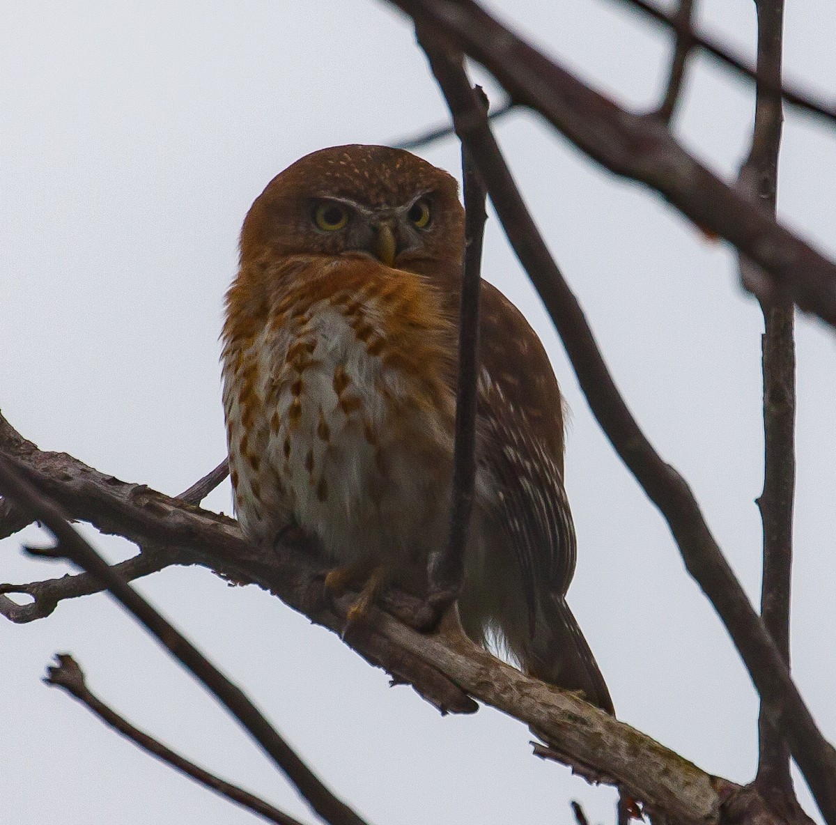 Cuban Pygmy-Owl - ML615079193