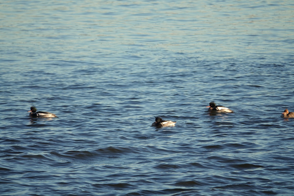 Red-breasted Merganser - ML615079208