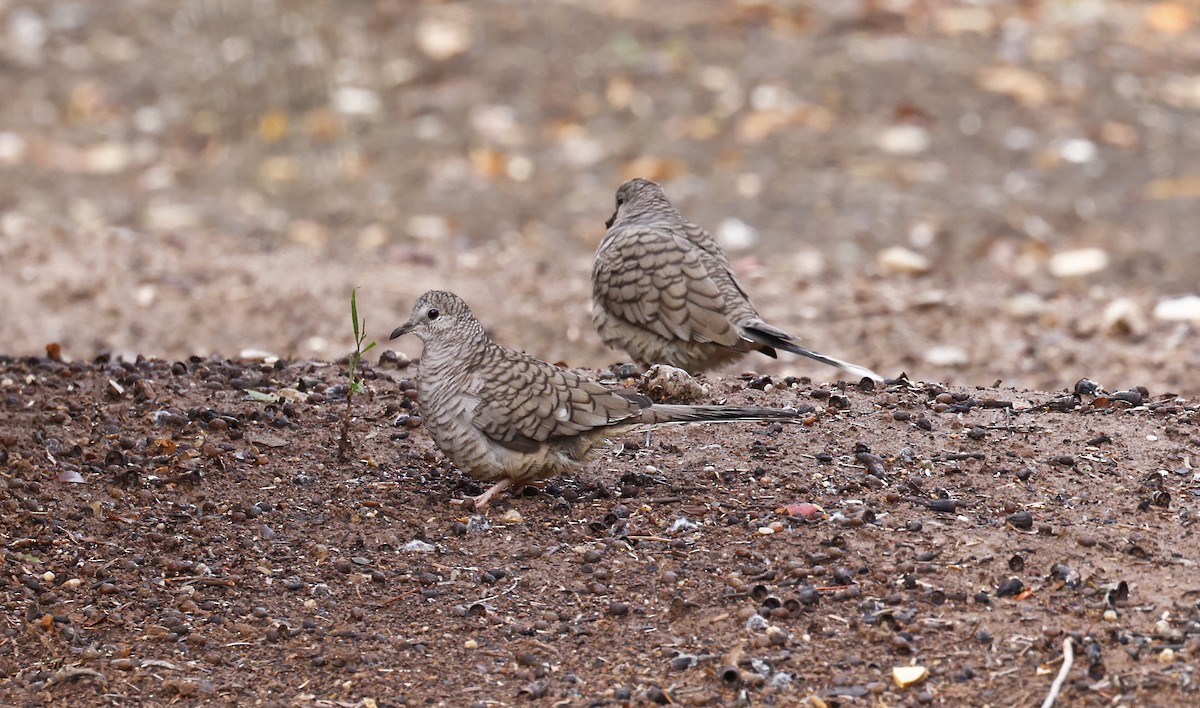 Inkatäubchen - ML615079220