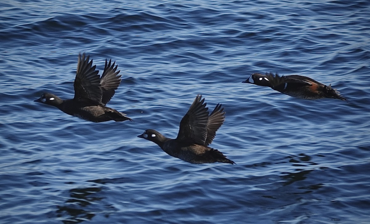 Pato Arlequín - ML615079222