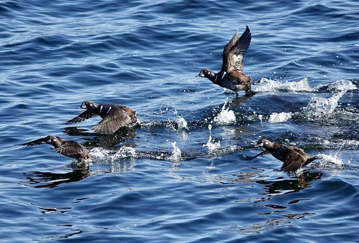 Harlequin Duck - ML615079224