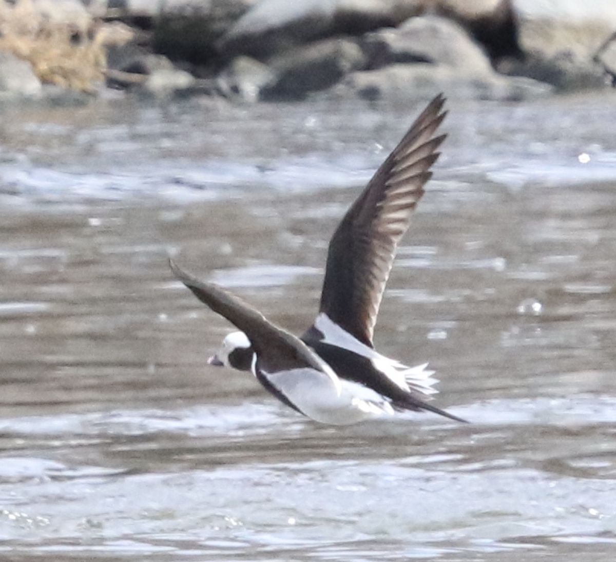 Long-tailed Duck - David Schulte