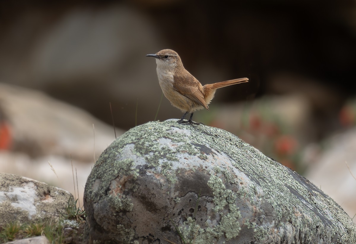 Straight-billed Earthcreeper - Alex Luna