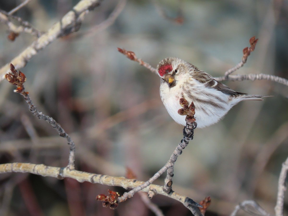 Hoary Redpoll - Laurie Koepke