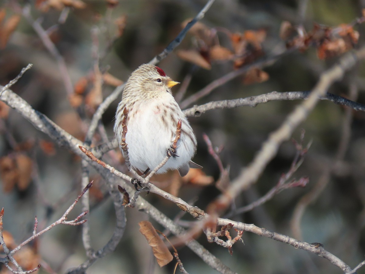 Hoary Redpoll - ML615079460