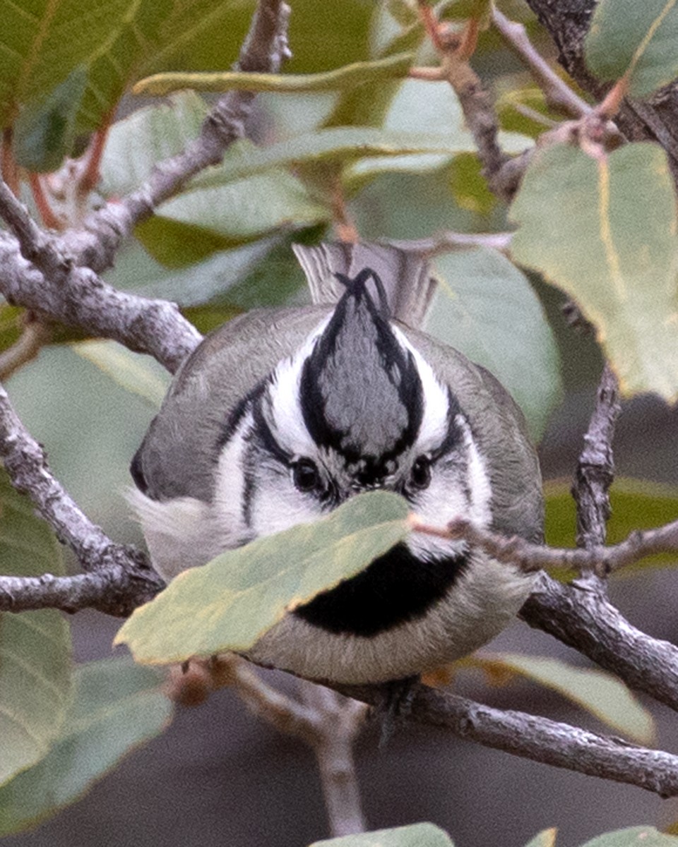 Bridled Titmouse - Don Marsh