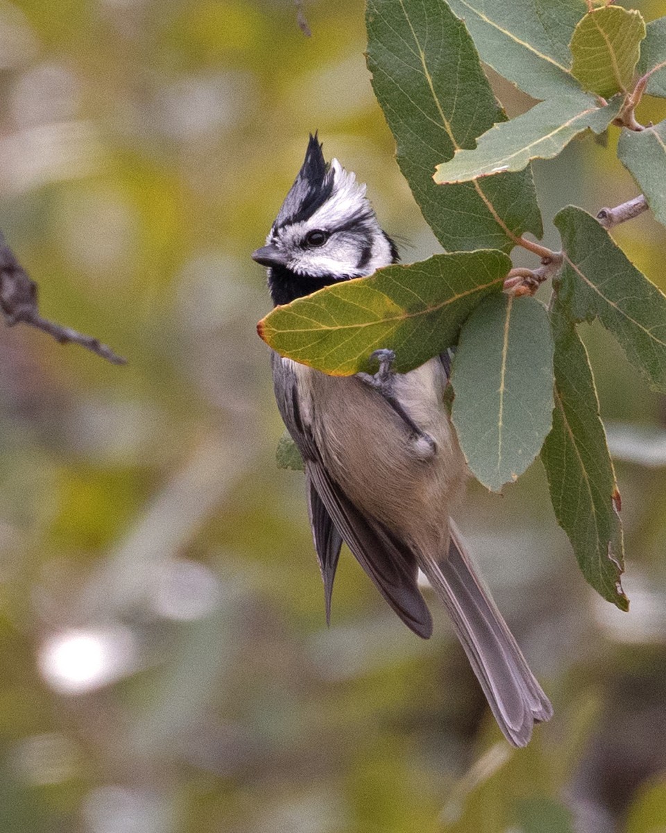 Bridled Titmouse - ML615079472