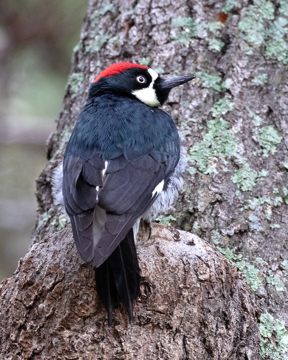 Acorn Woodpecker - ML615079488