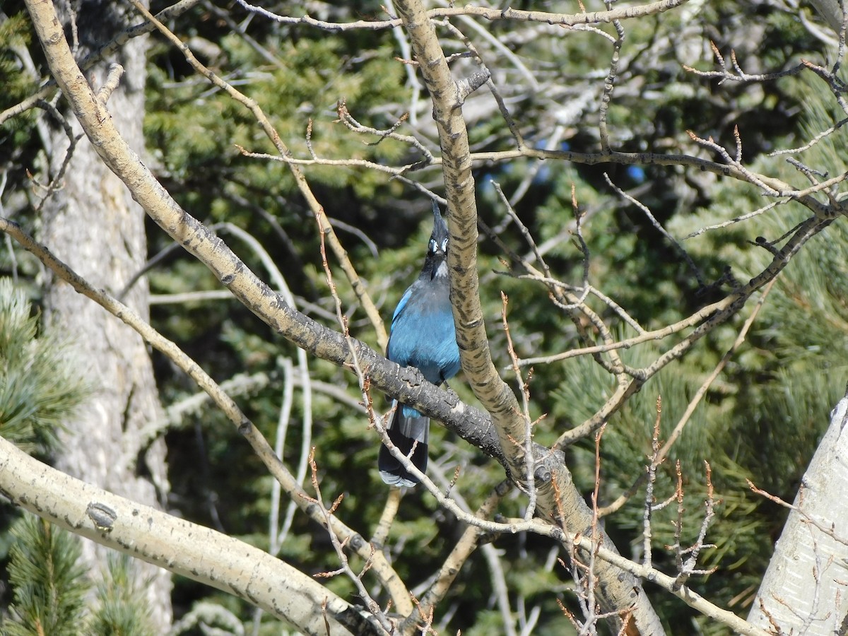 Steller's Jay - Jon (Yonatan) Rubins