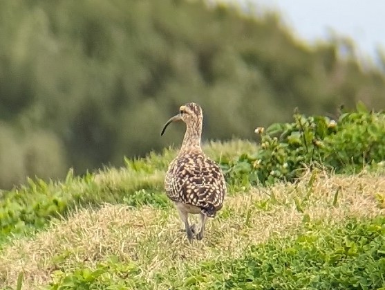 Bristle-thighed Curlew - ML615079504